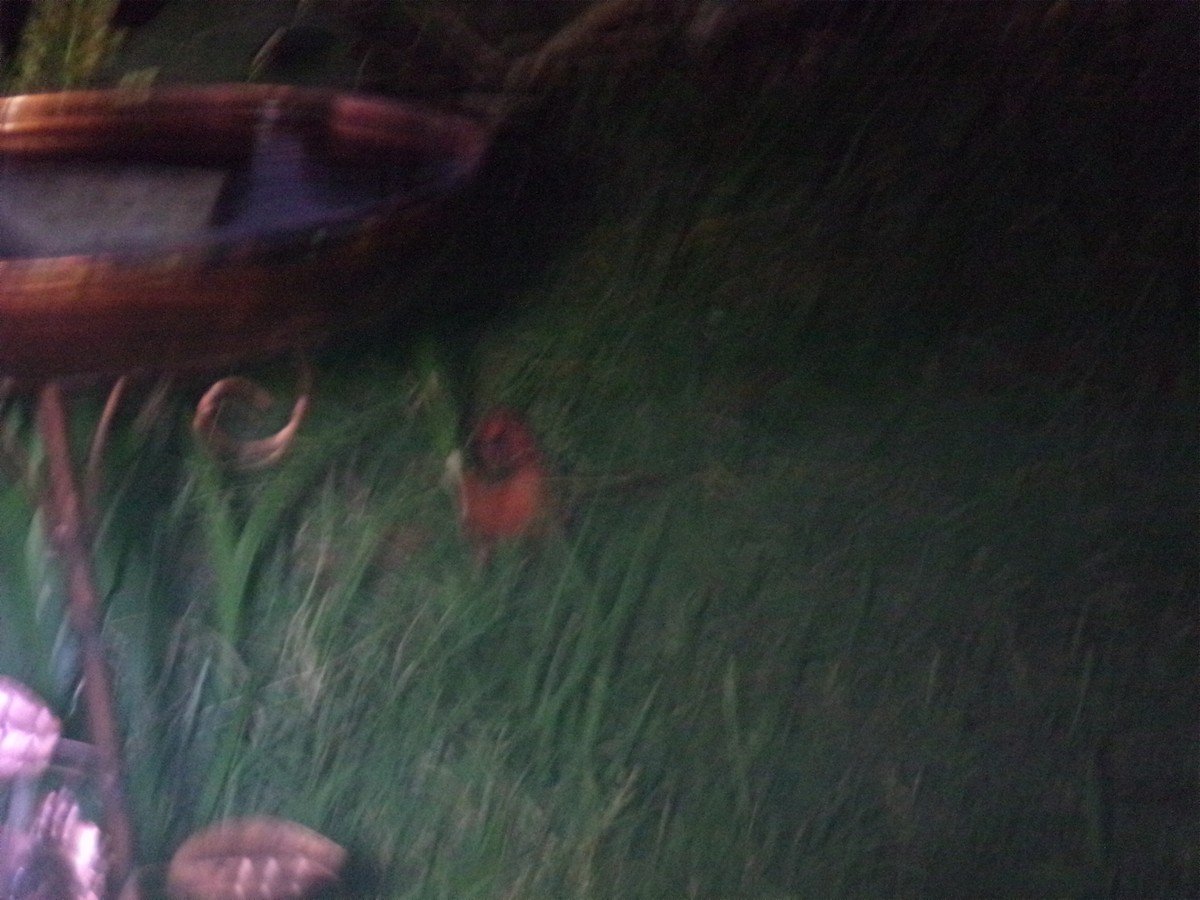 Kırmızı Kardinal - ML645184258