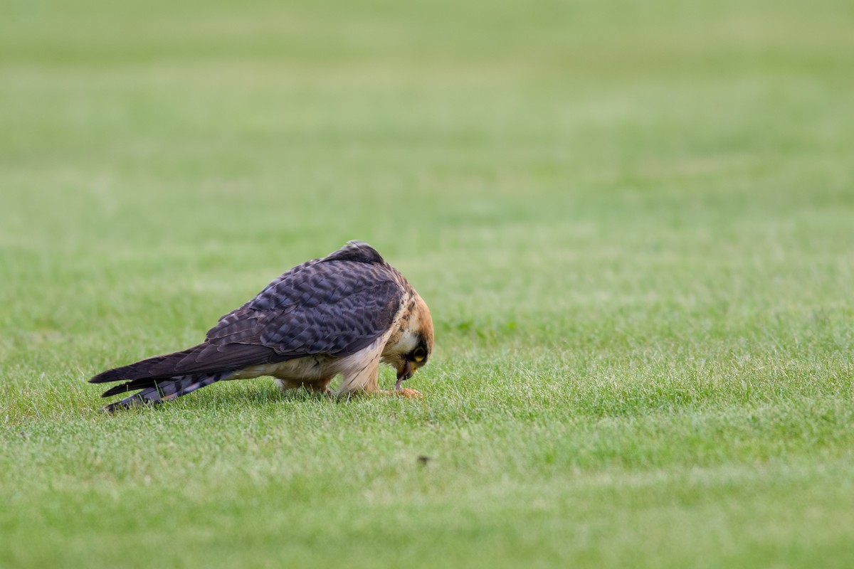 Red-footed Falcon - ML645184259