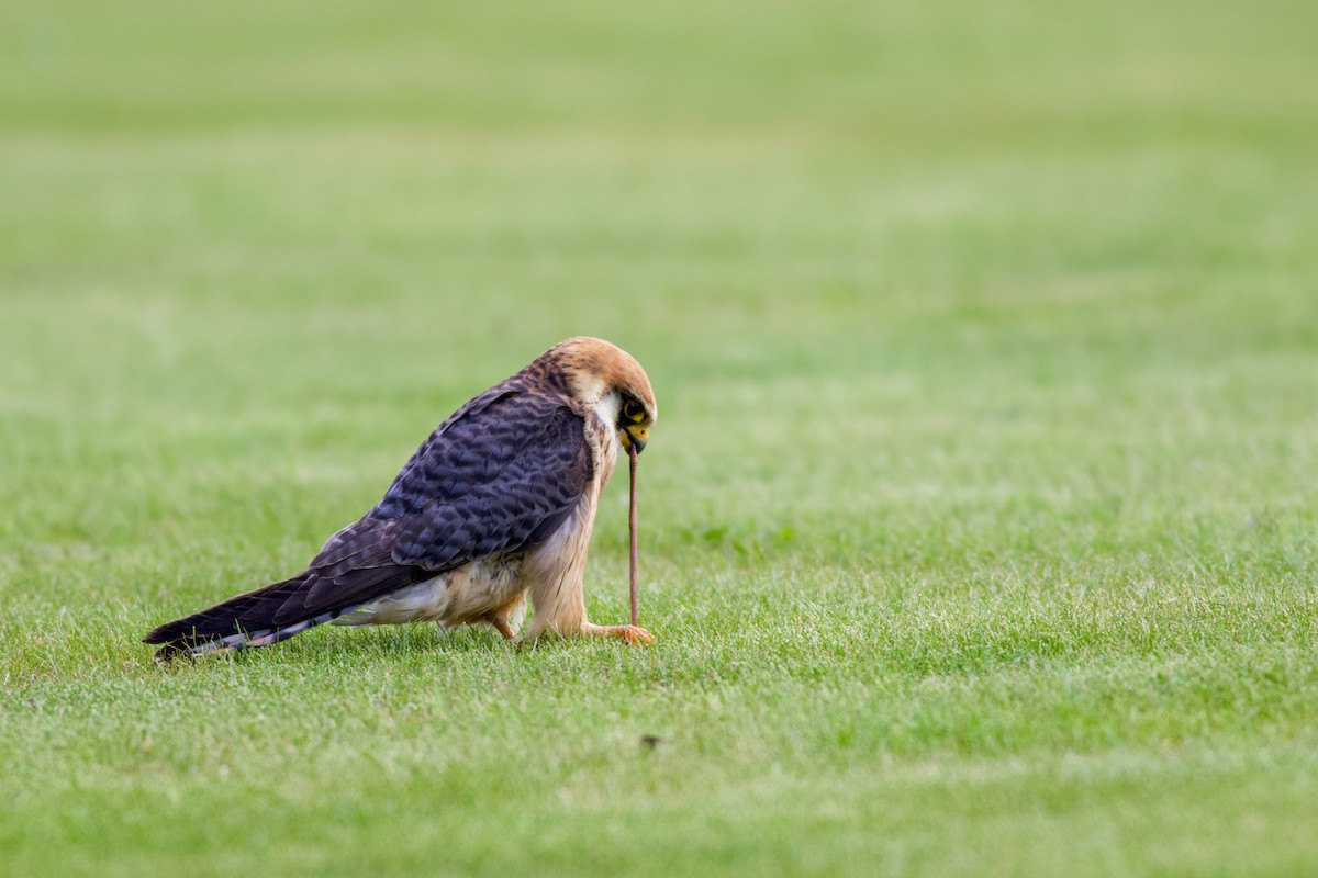 Red-footed Falcon - ML645184260