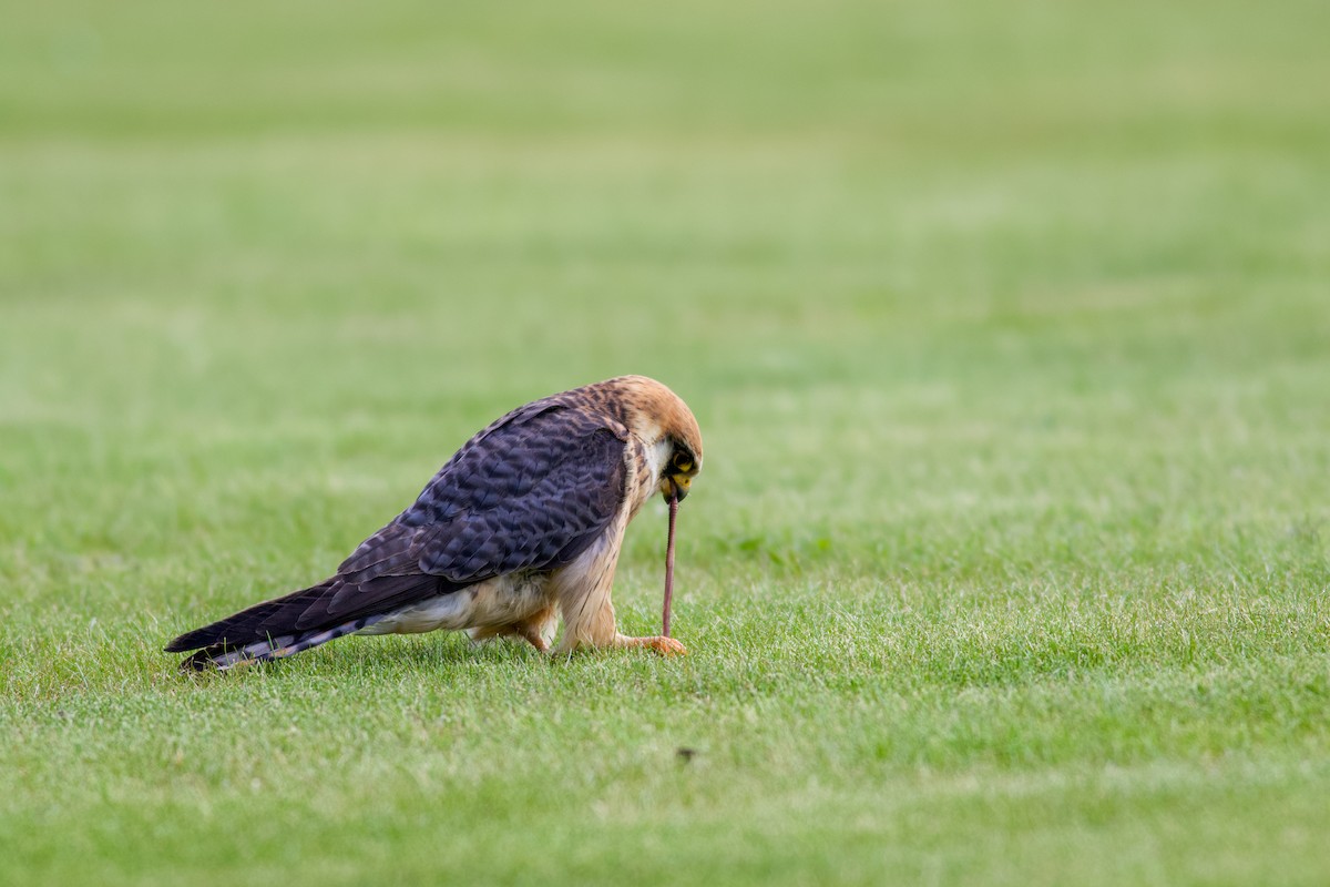 Red-footed Falcon - ML645184261