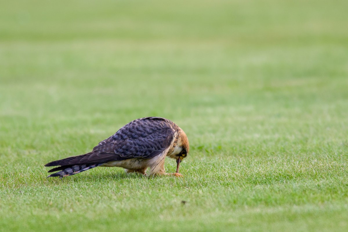 Red-footed Falcon - ML645184262
