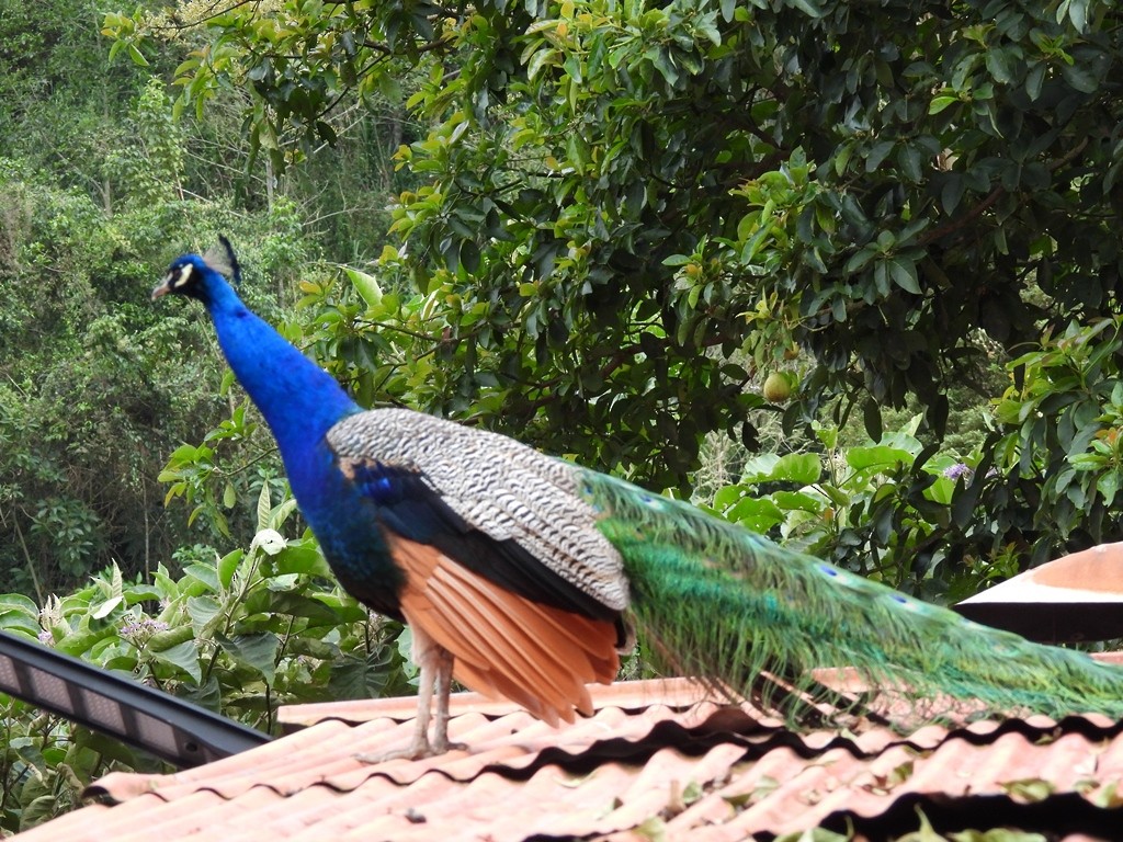 Animals - ML645184274