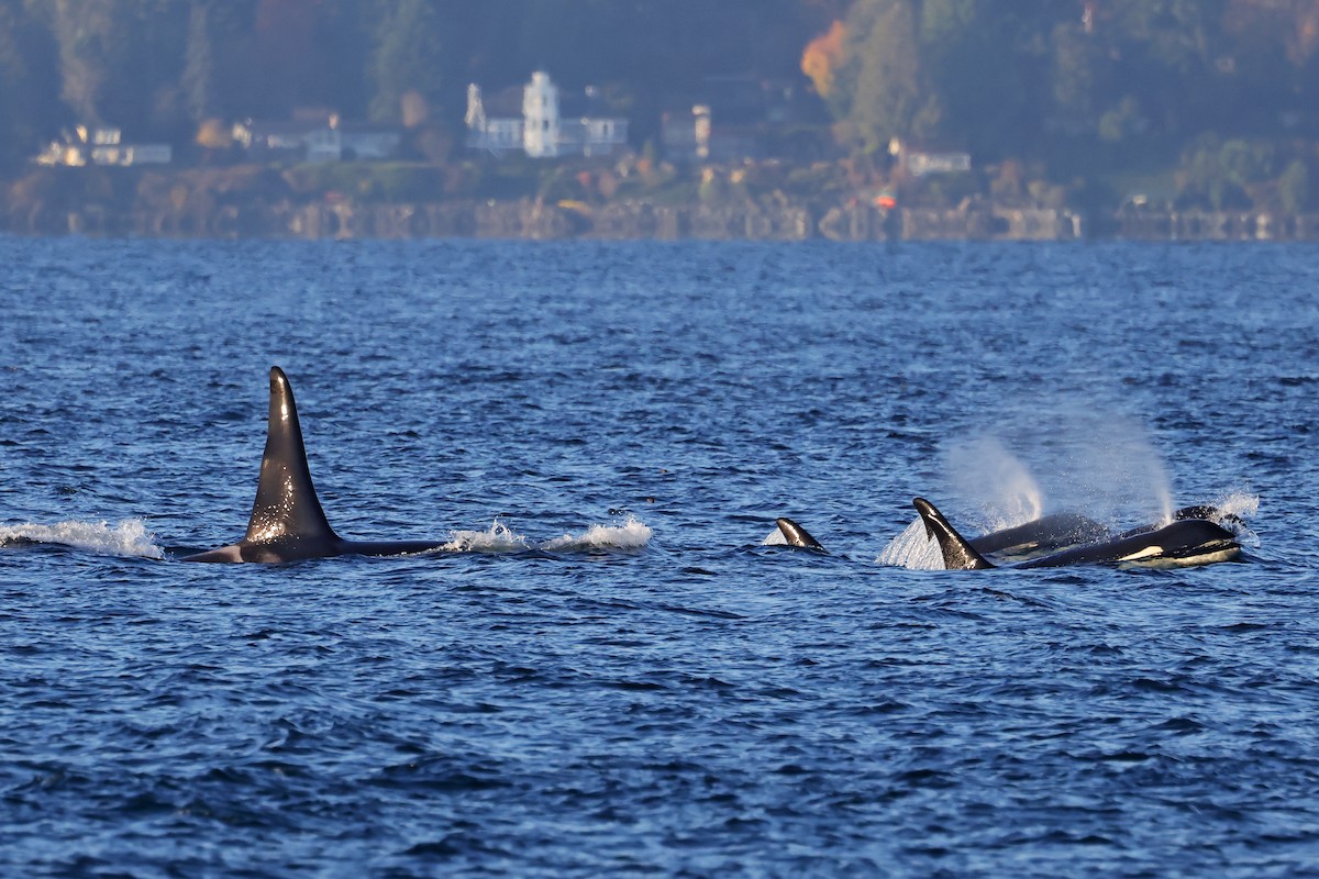 Resident Killer Whale - ML645184280