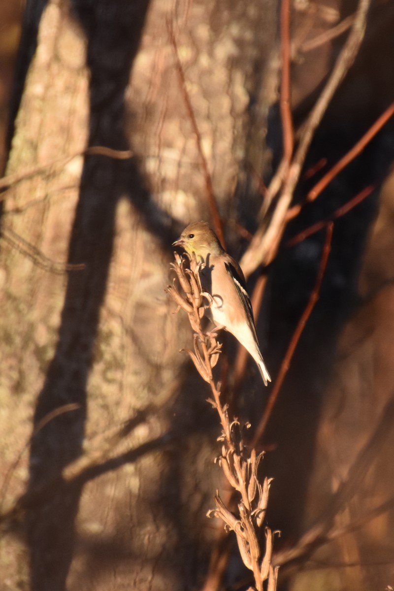 American Goldfinch - ML645184286