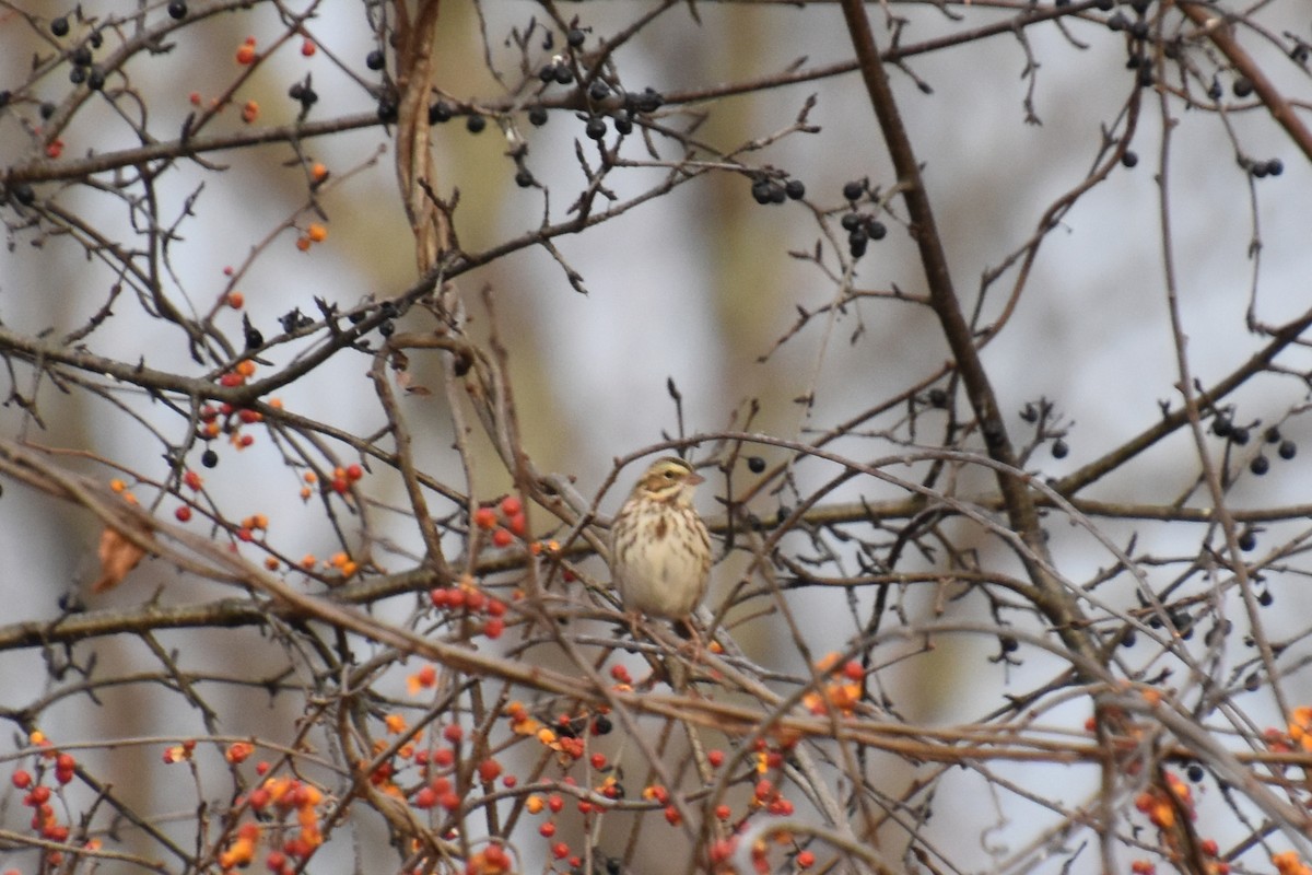Пасовник савановий - ML645184301