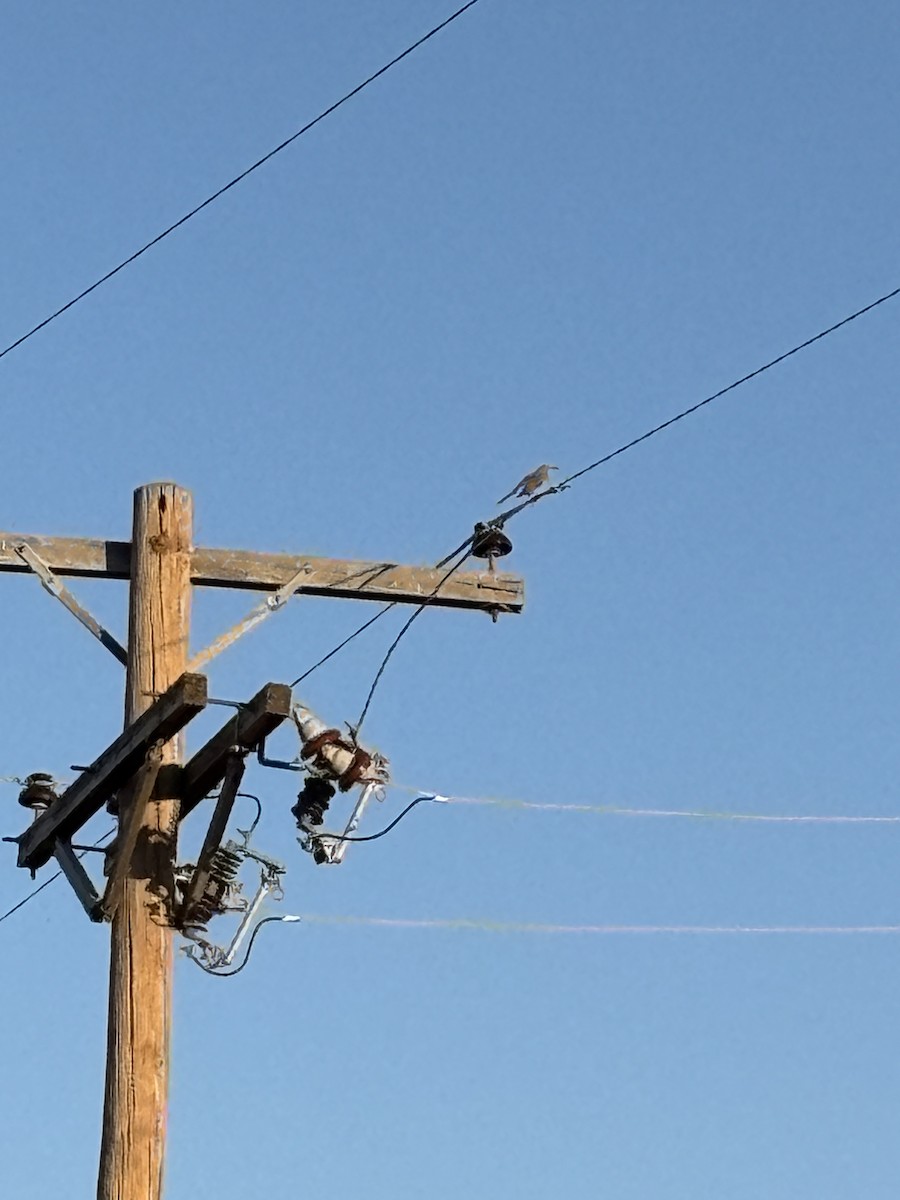 Curve-billed Thrasher - ML645184303