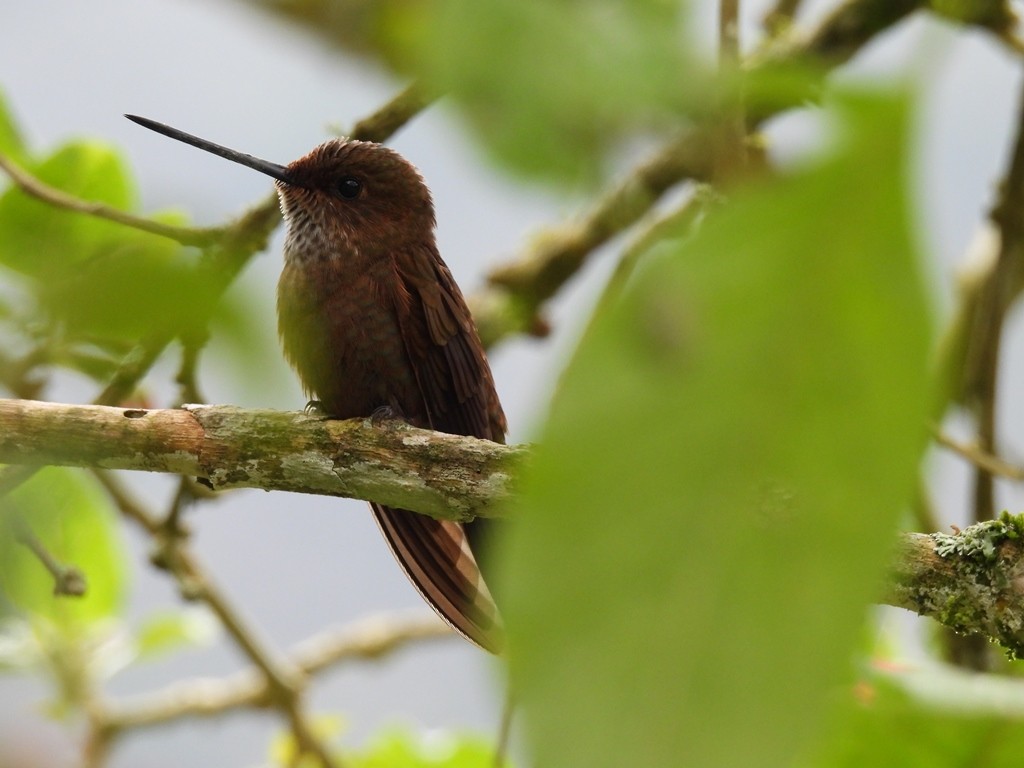 Bronzy Inca - ML645184308