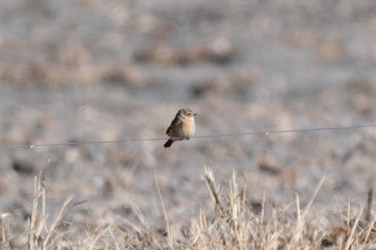 Amur Stonechat - ML645184314