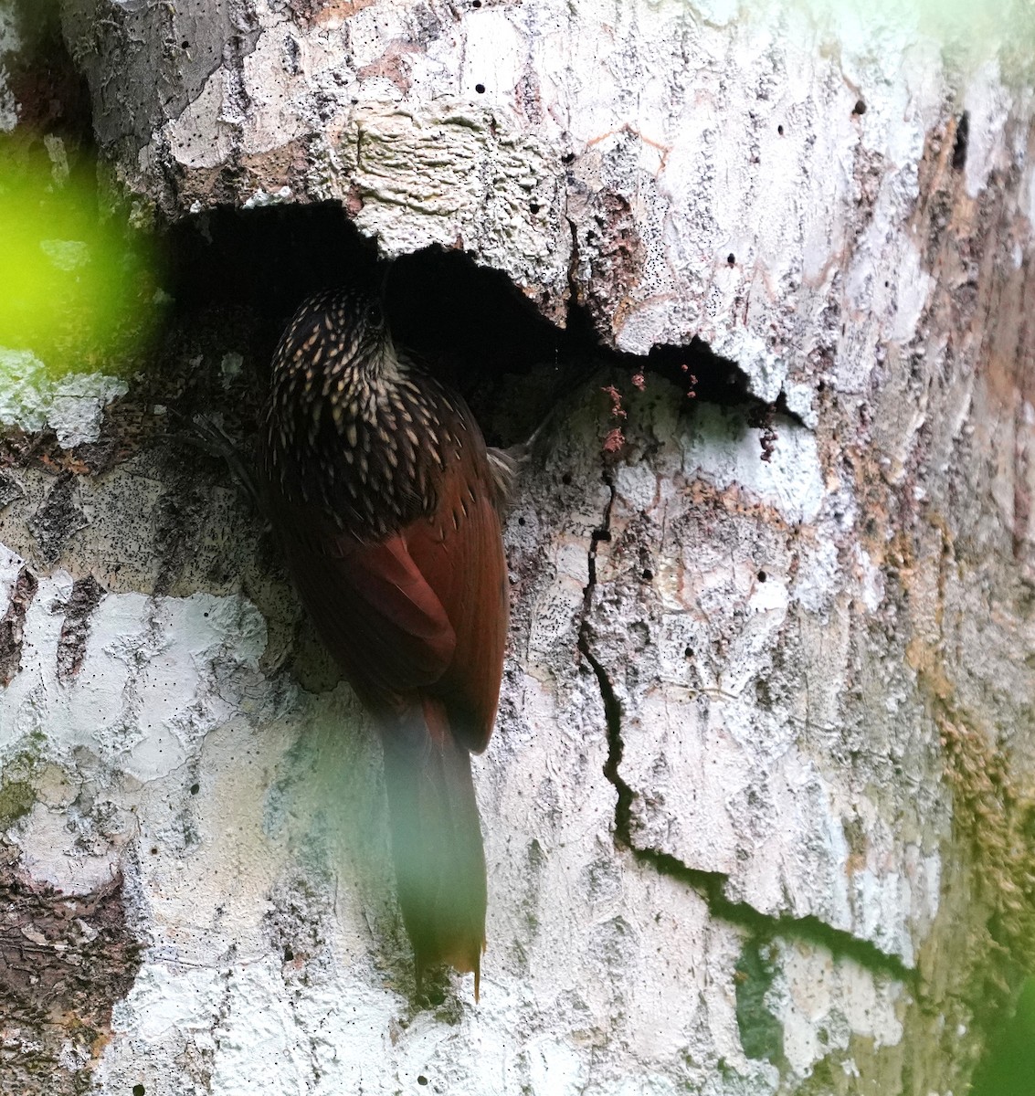 Ivory-billed Woodcreeper - ML645184319