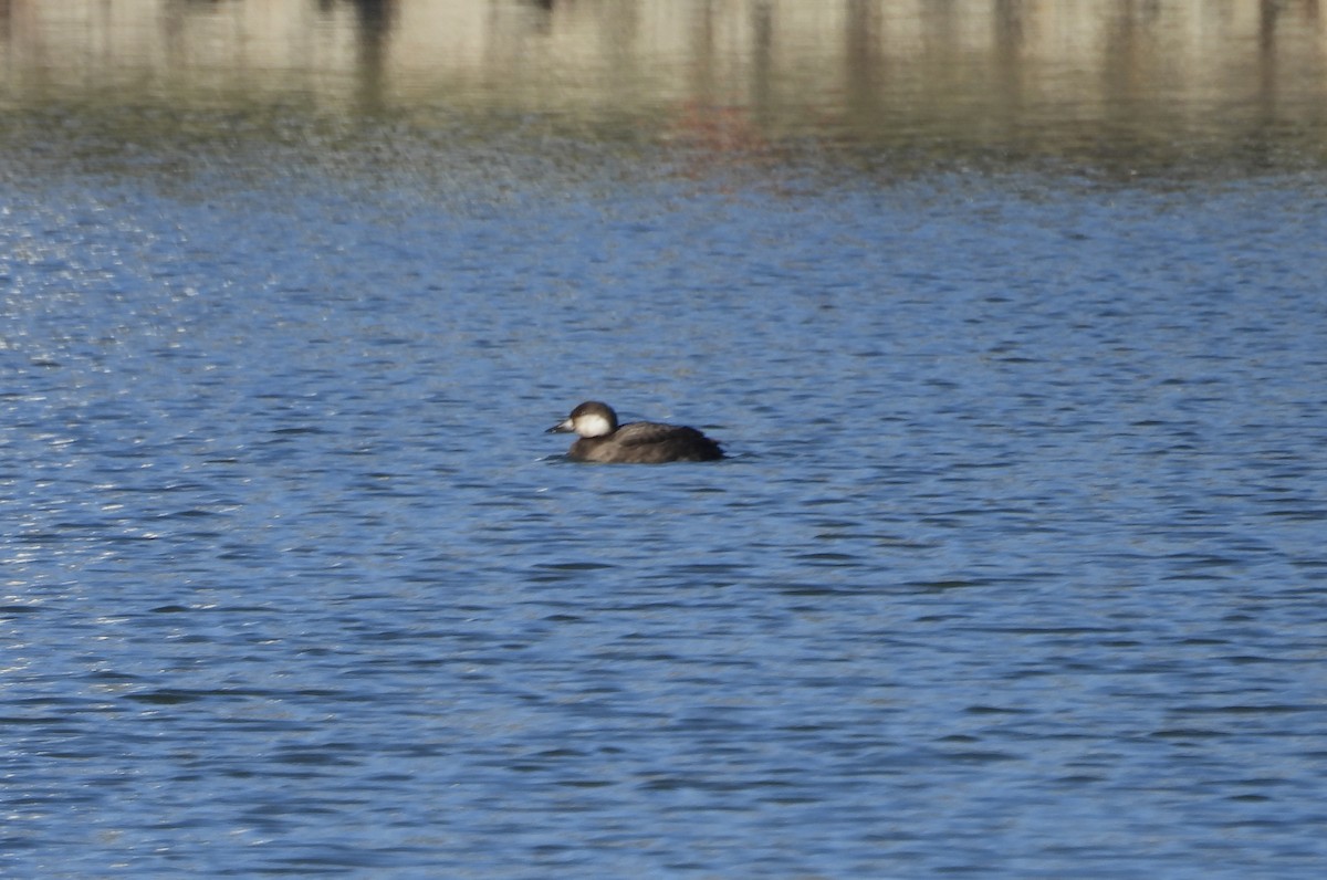Black Scoter - ML645184324