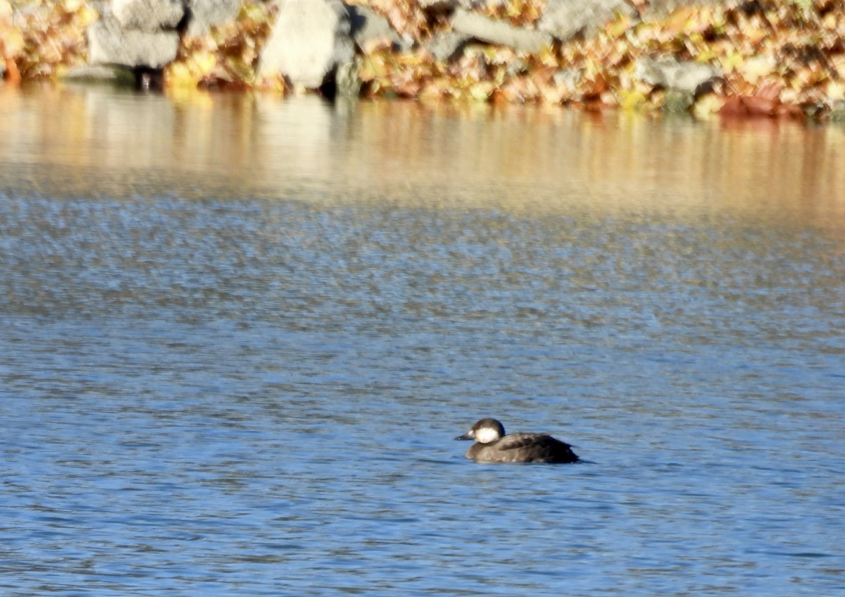 Black Scoter - ML645184325