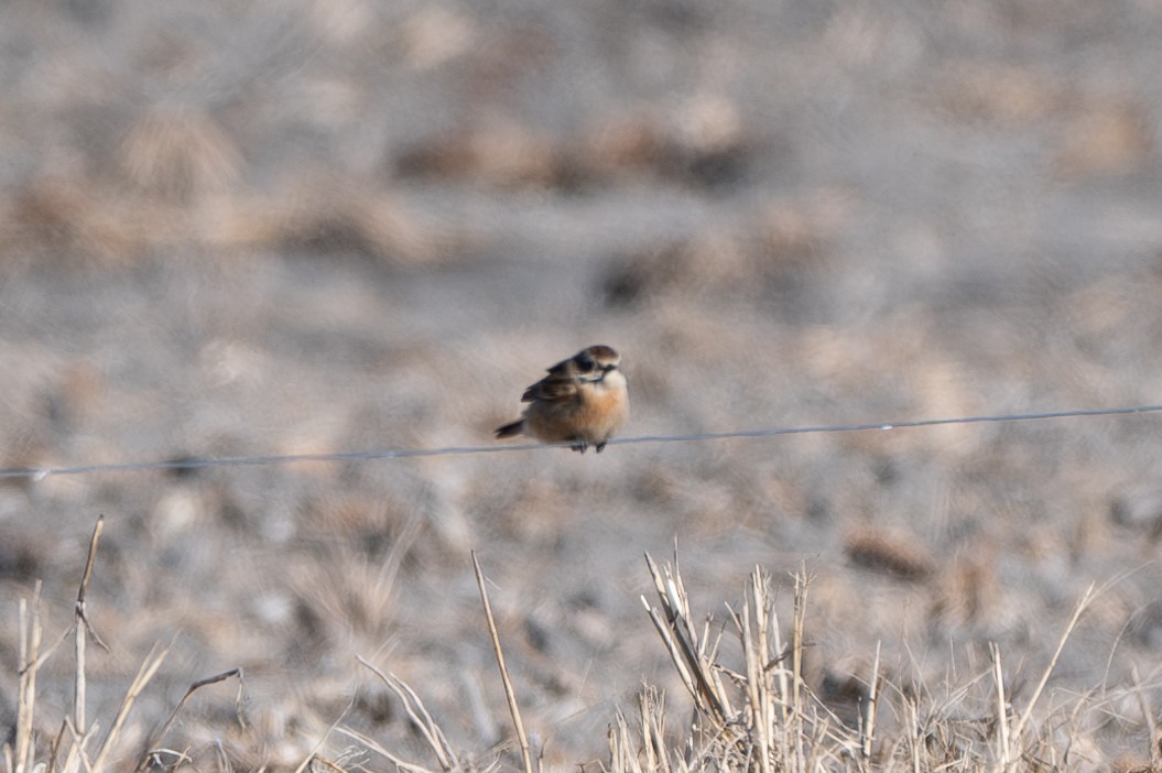 Amur Stonechat - ML645184328
