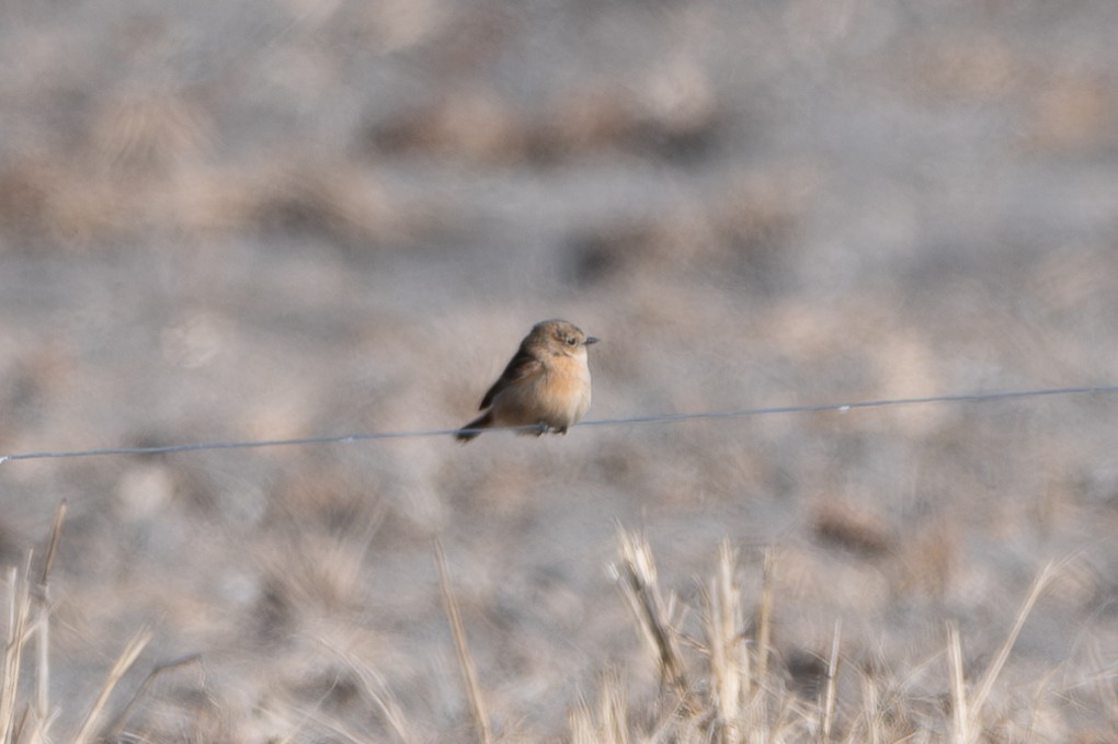 Amur Stonechat - ML645184329