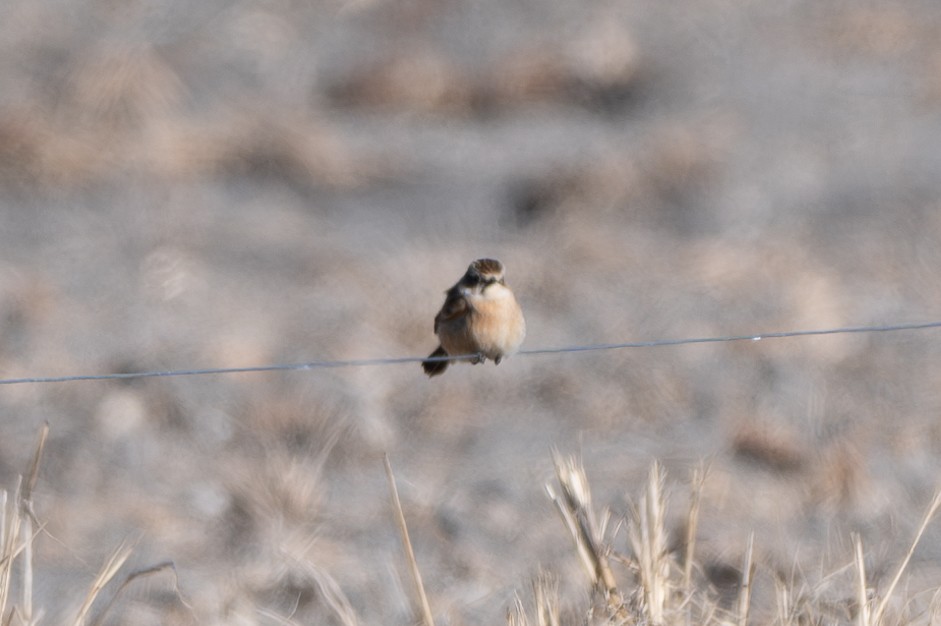 Amur Stonechat - ML645184330