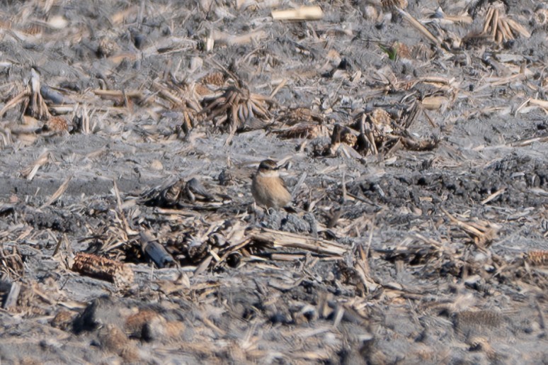 Amur Stonechat - ML645184331