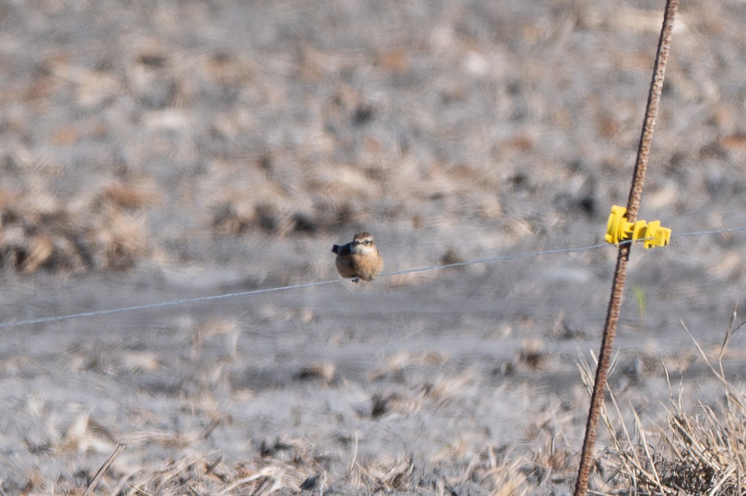 Amur Stonechat - ML645184332