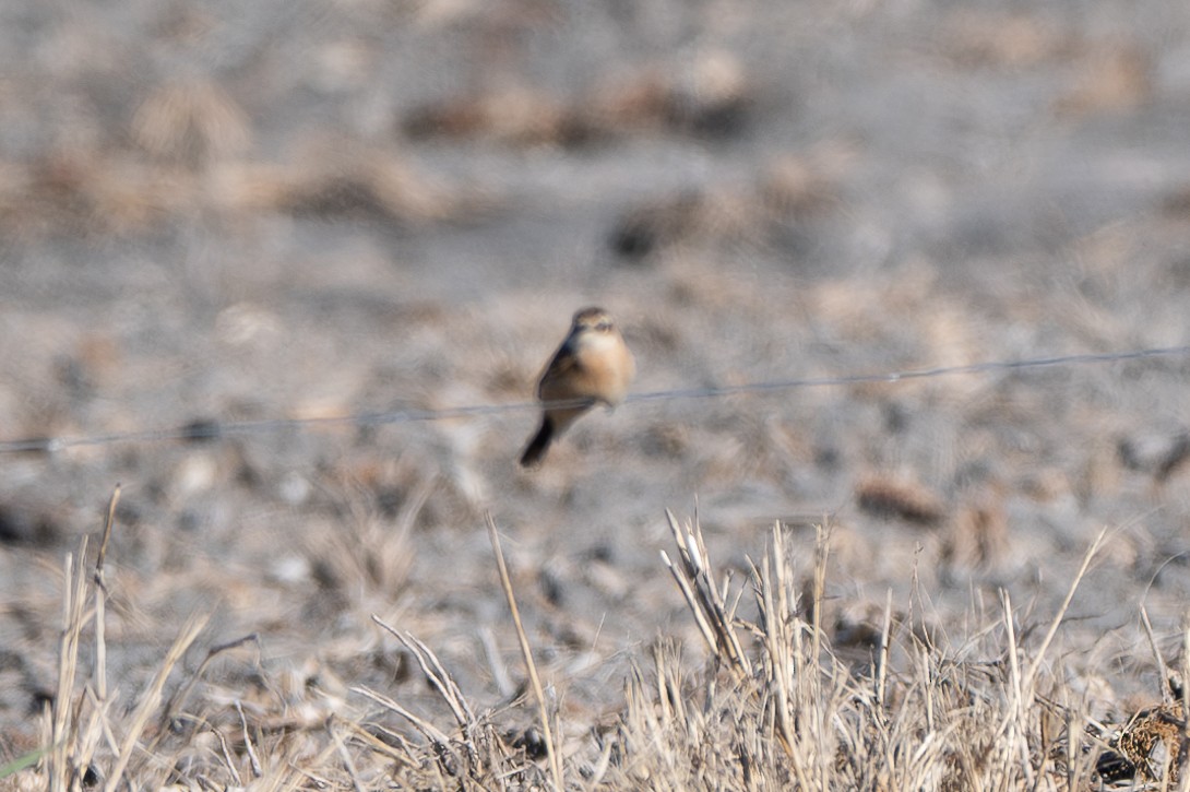 Amur Stonechat - ML645184333