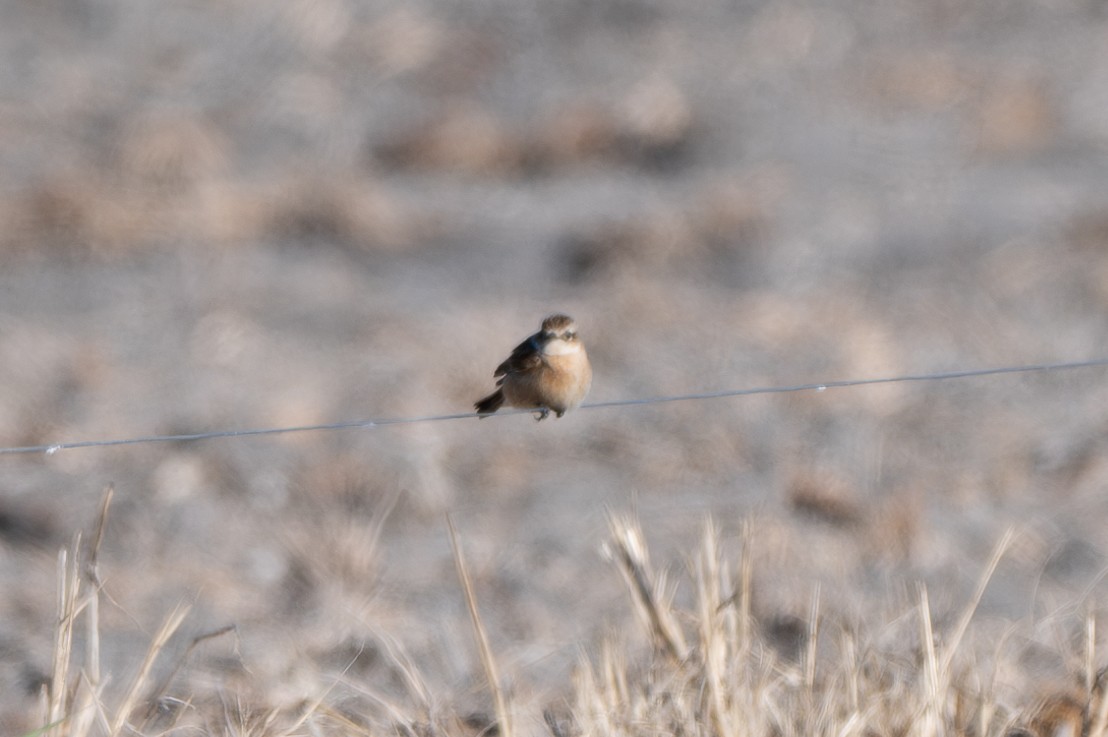 Amur Stonechat - ML645184334