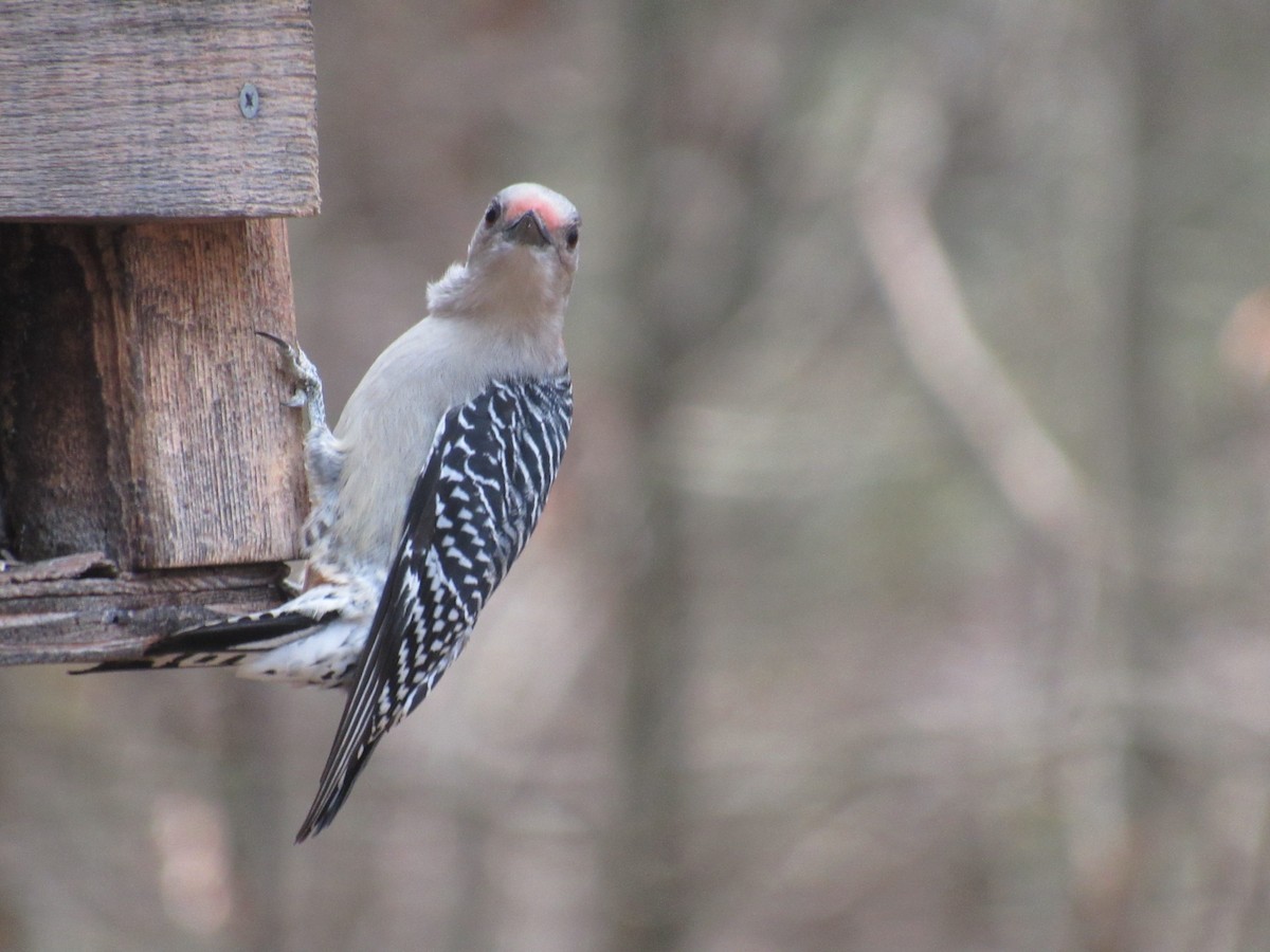 Carpintero de Carolina - ML645184335