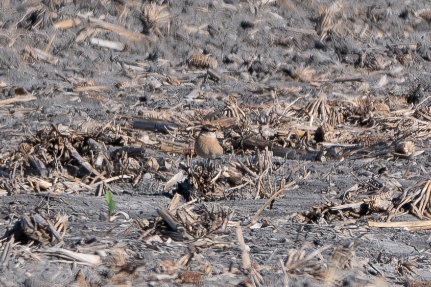 Amur Stonechat - ML645184338