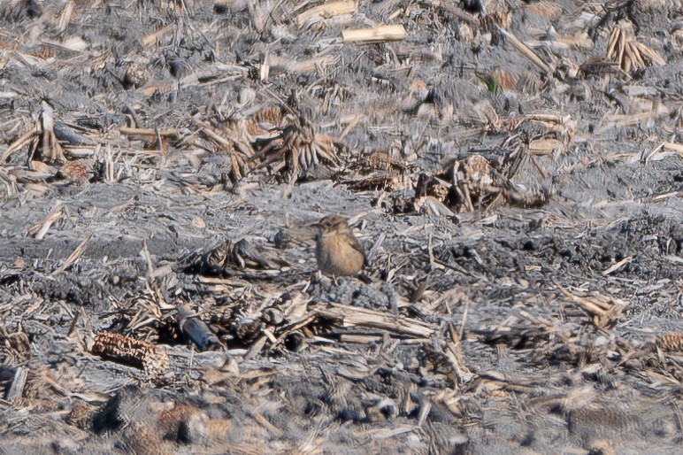 Amur Stonechat - ML645184339