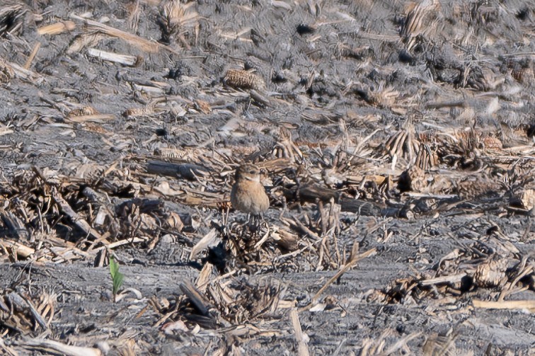 Amur Stonechat - ML645184340