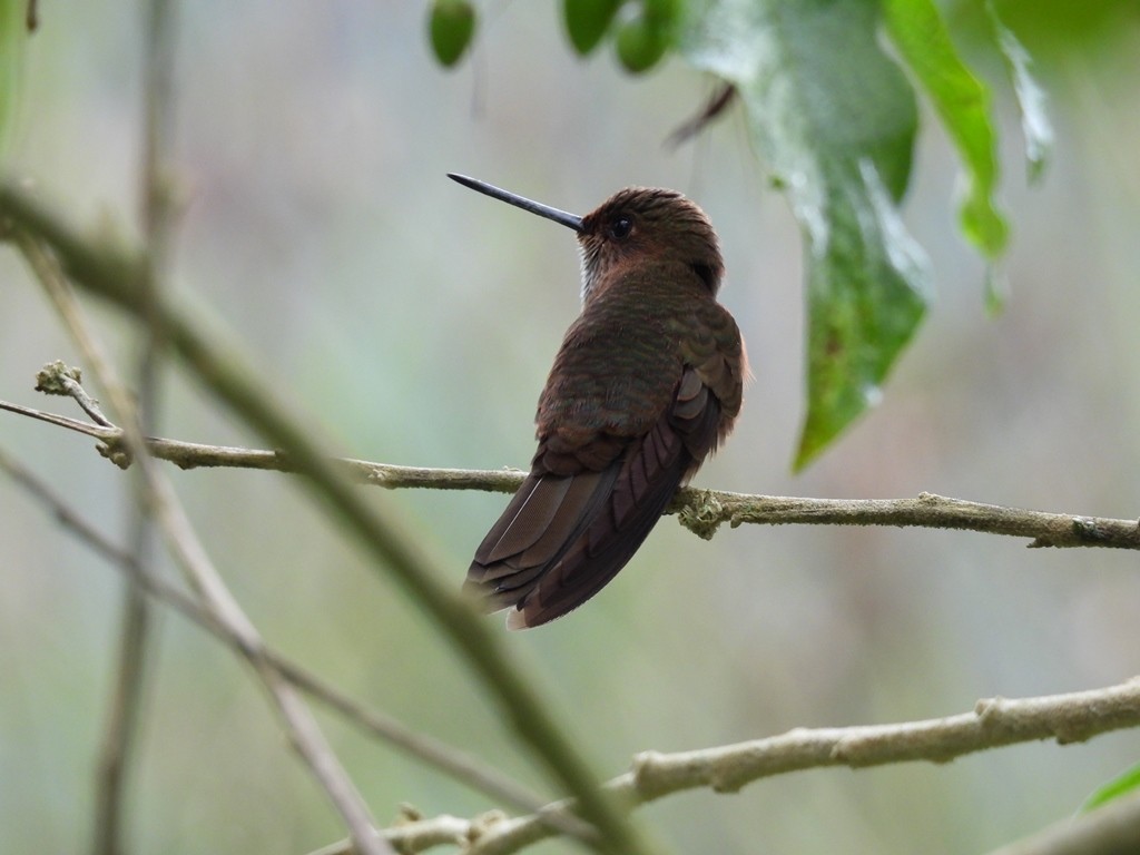 Bronzy Inca - ML645184354