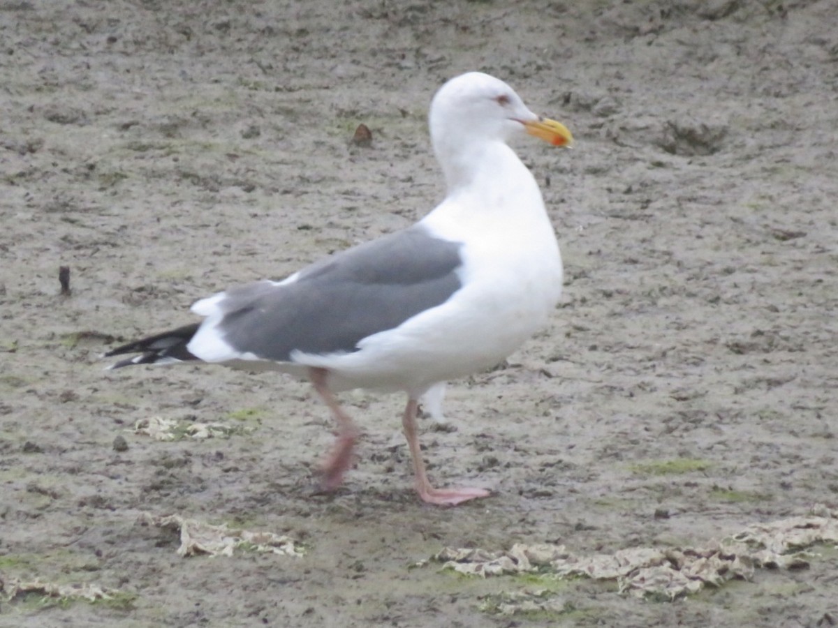 アメリカオオセグロカモメ - ML645184367