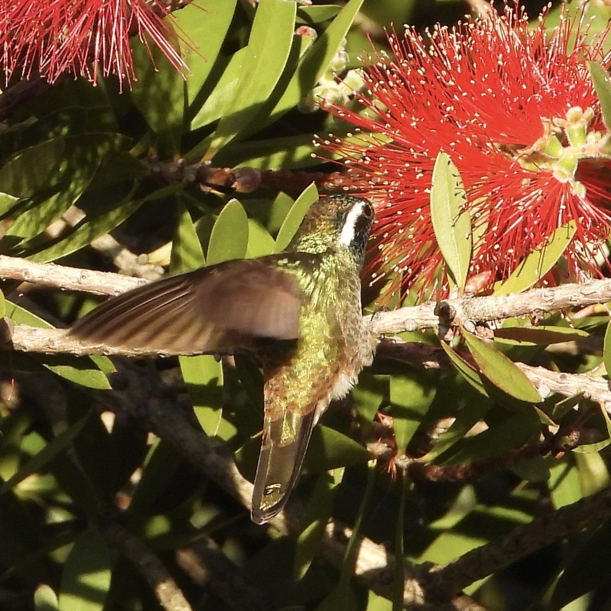 White-eared Hummingbird - ML645184371