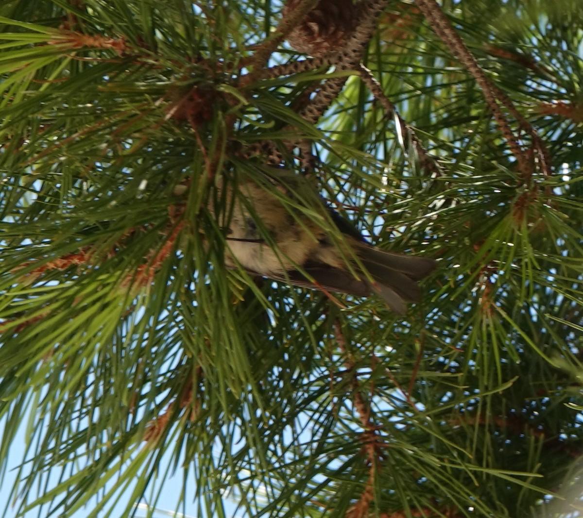 Common Firecrest - ML645184382