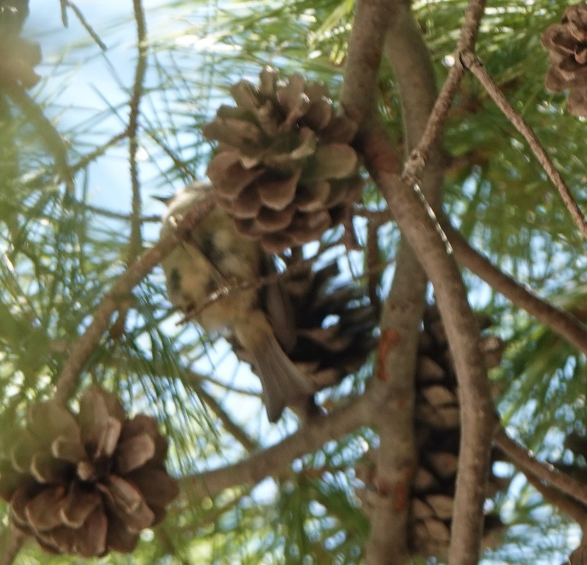 Common Firecrest - ML645184384