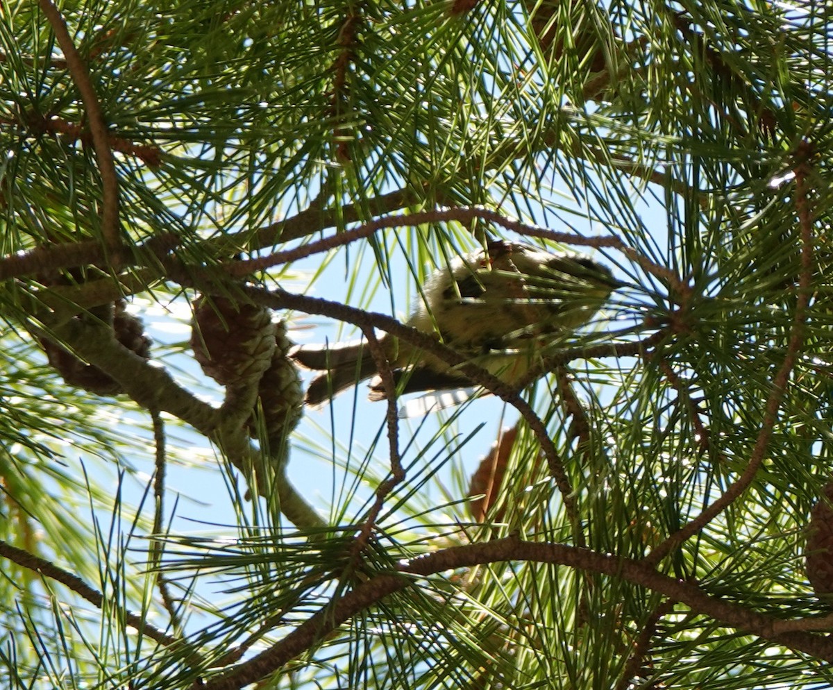 Common Firecrest - ML645184385