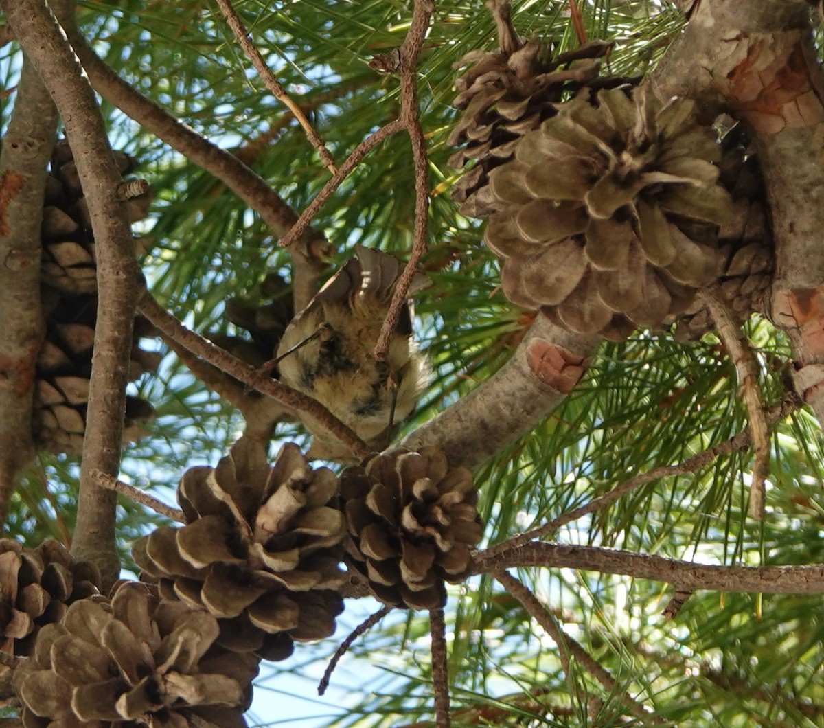 Common Firecrest - ML645184386