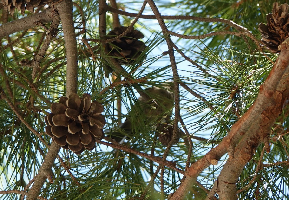 Common Firecrest - ML645184387