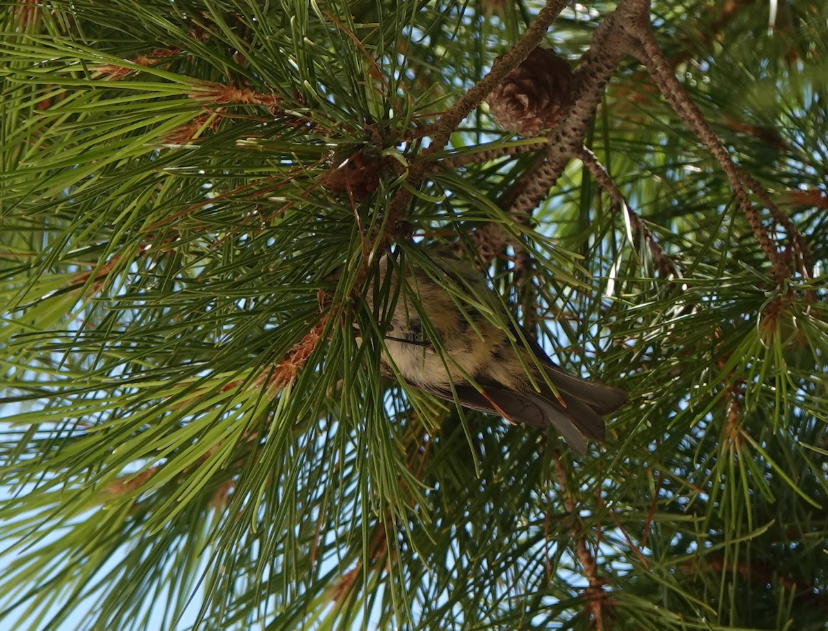 Common Firecrest - ML645184388