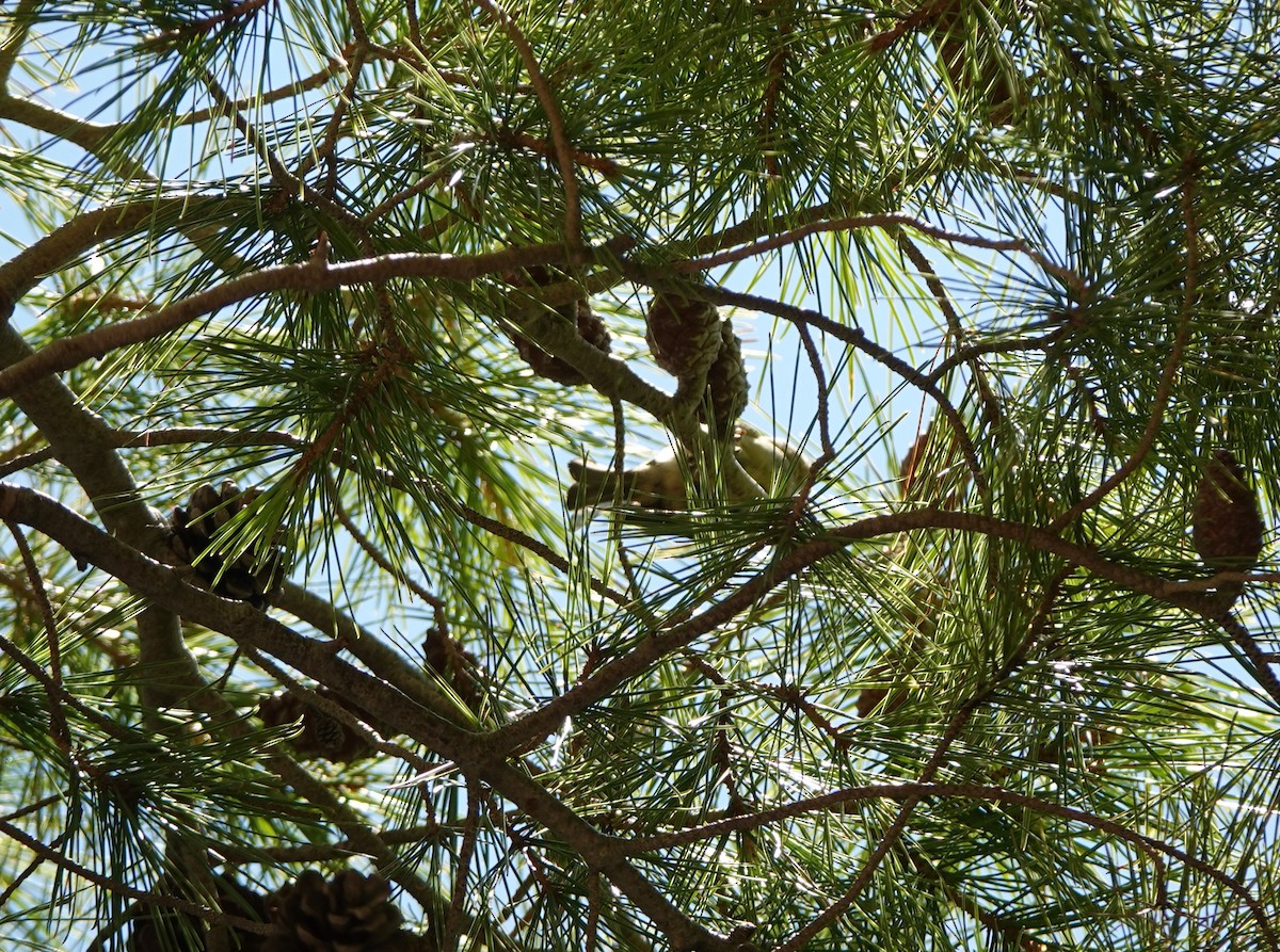 Common Firecrest - ML645184389