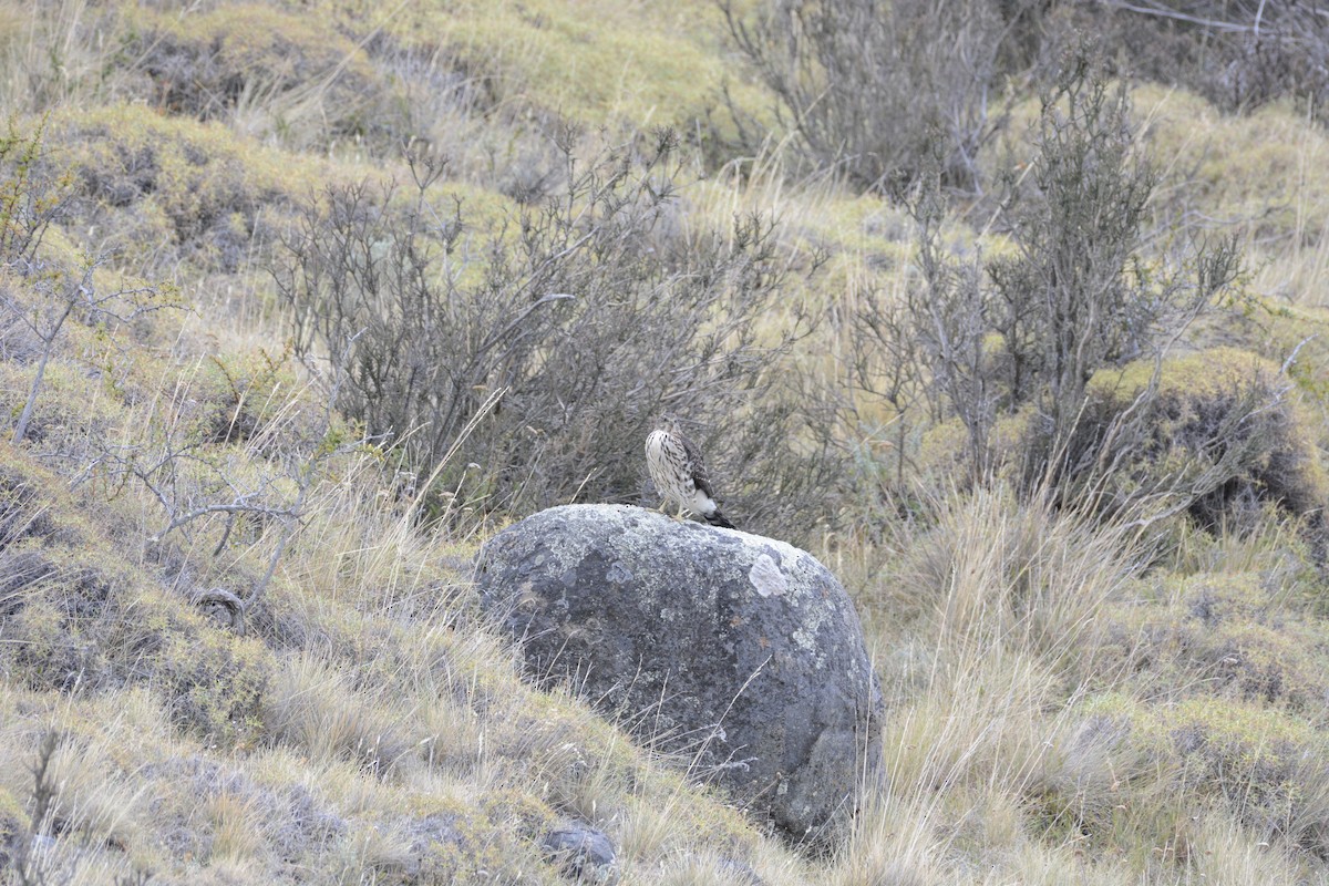 Chilean Hawk - ML645184393