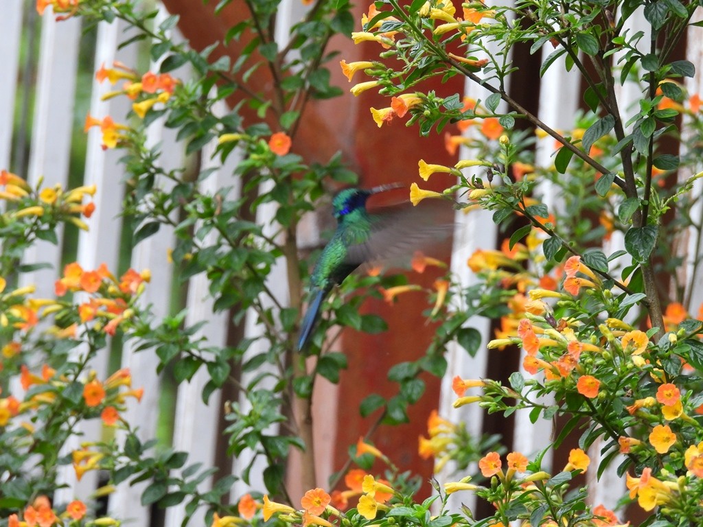 Tolima Blossomcrown - ML645184413