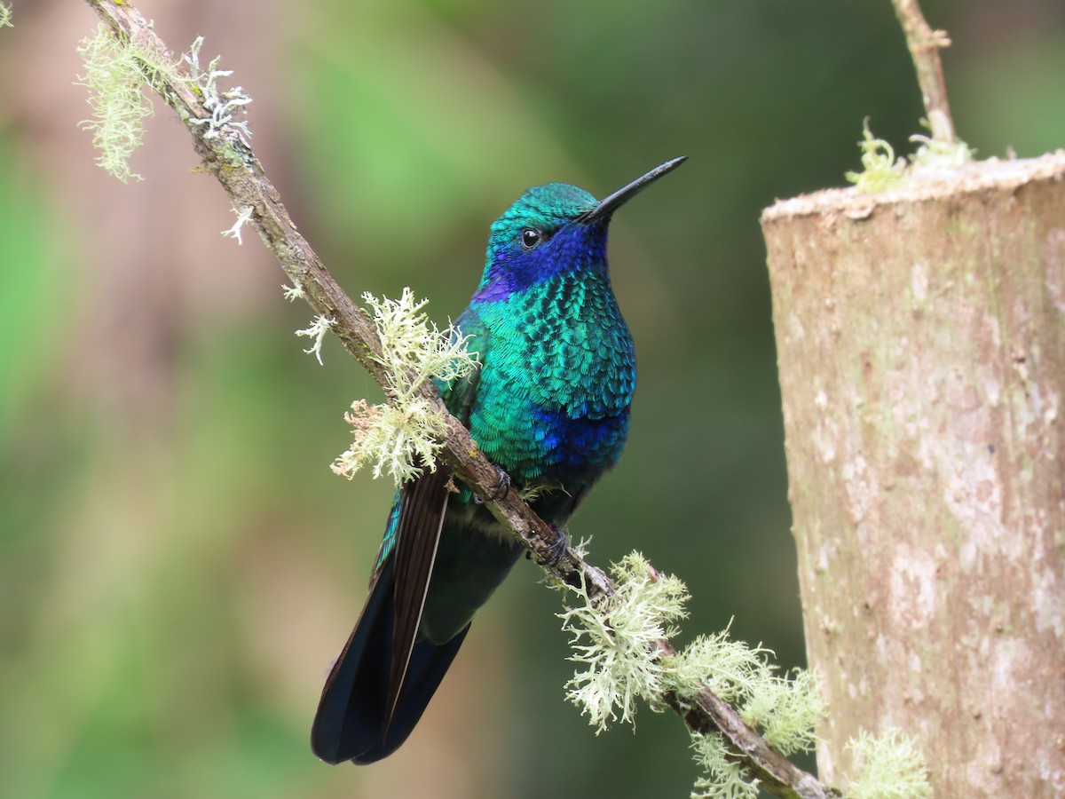 fiolørekolibri - ML645184424