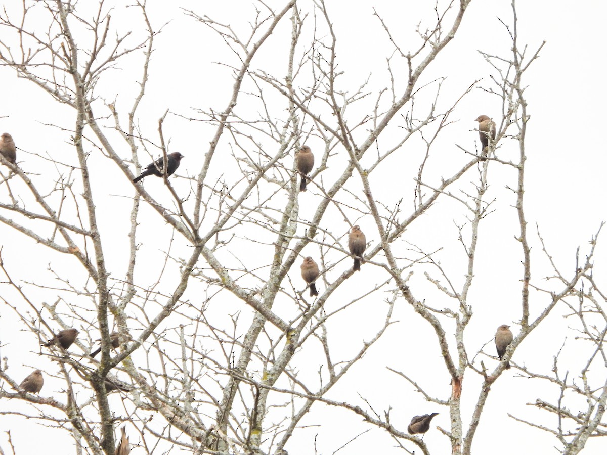 Braunkopf-Kuhstärling - ML645184426