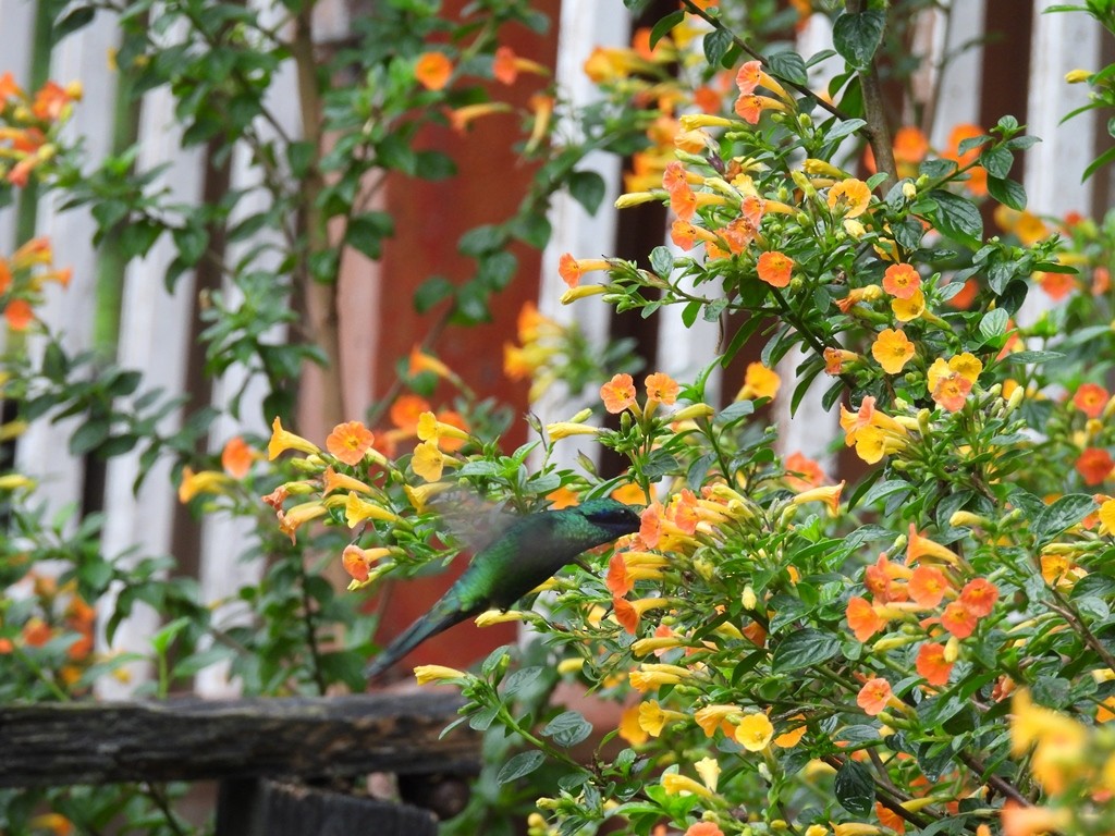 Tolima Blossomcrown - ML645184427