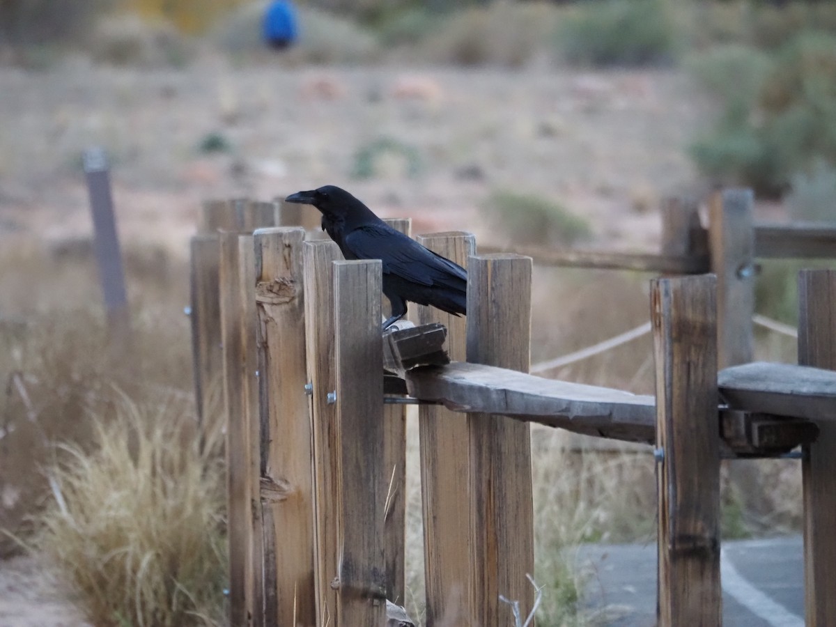 Common Raven - ML645184432
