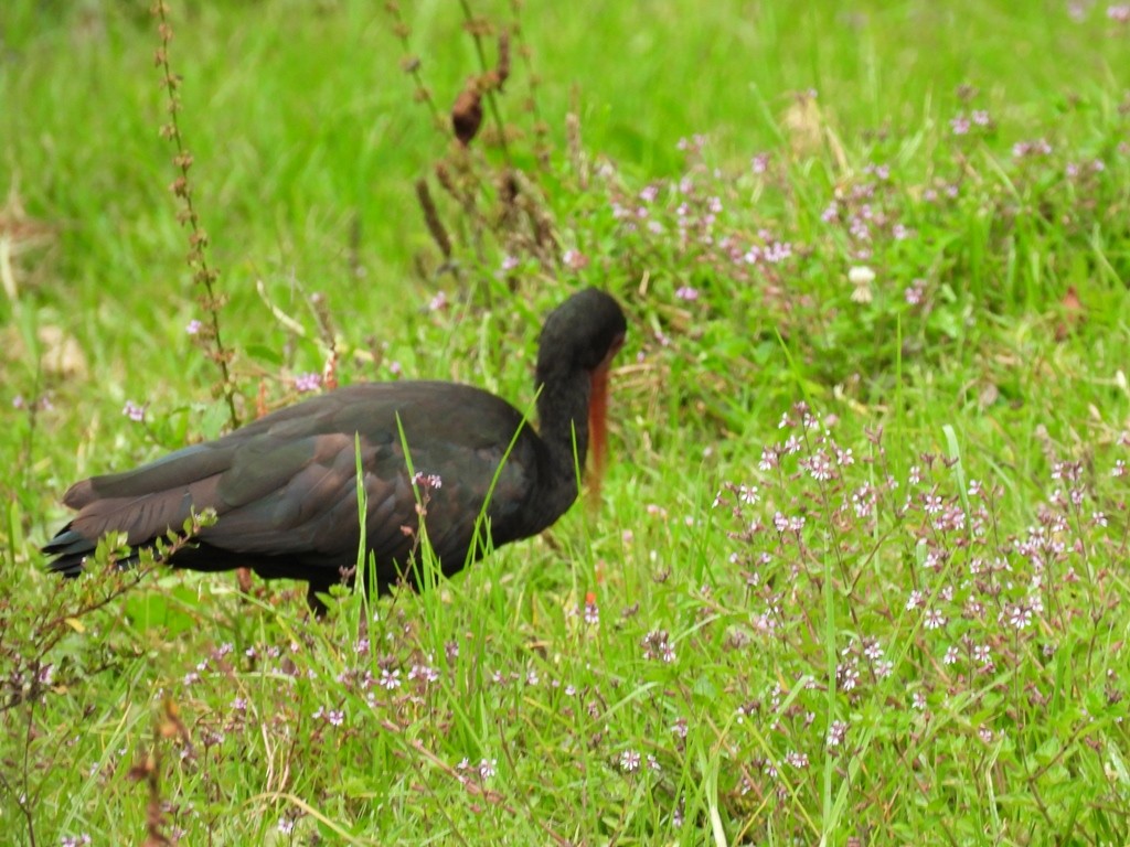 Bare-faced Ibis - ML645184451
