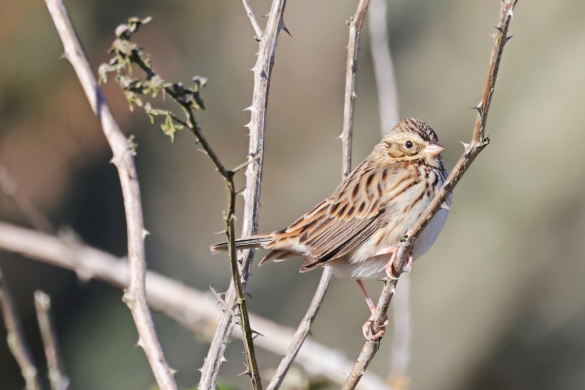 Пасовник савановий - ML645184453