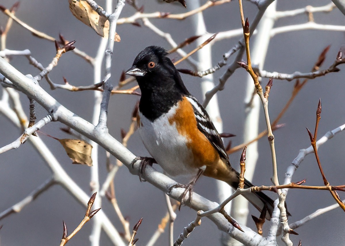 Spotted Towhee - ML645184461