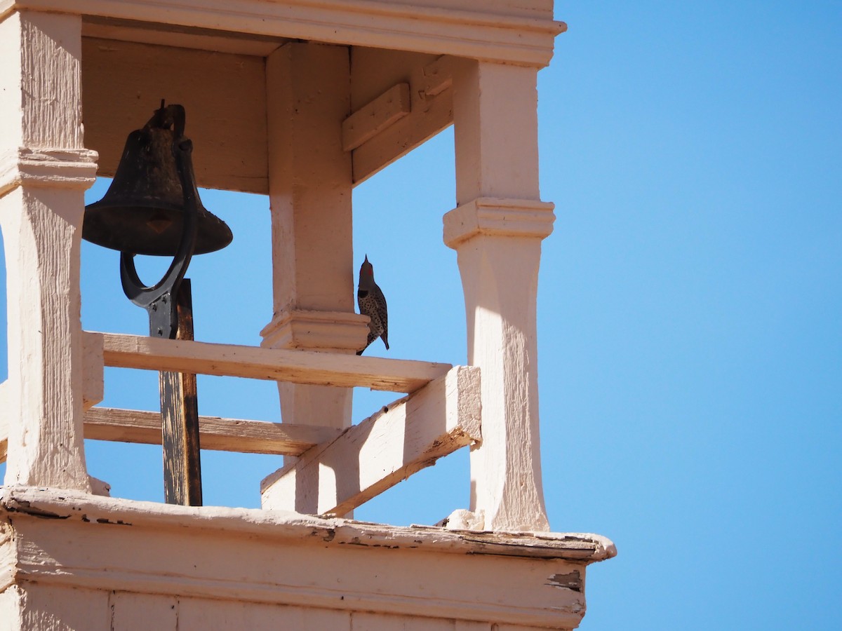 Northern Flicker - ML645184464