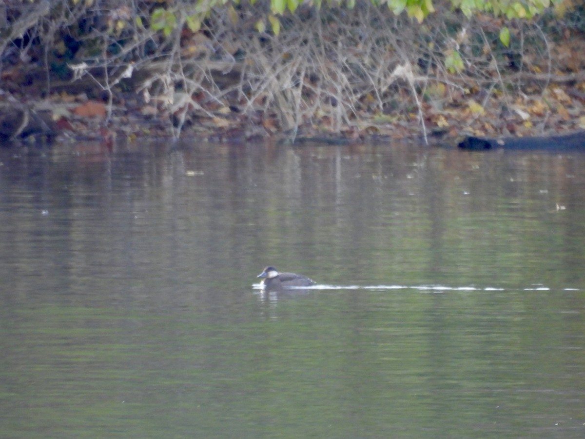 Black Scoter - ML645184467
