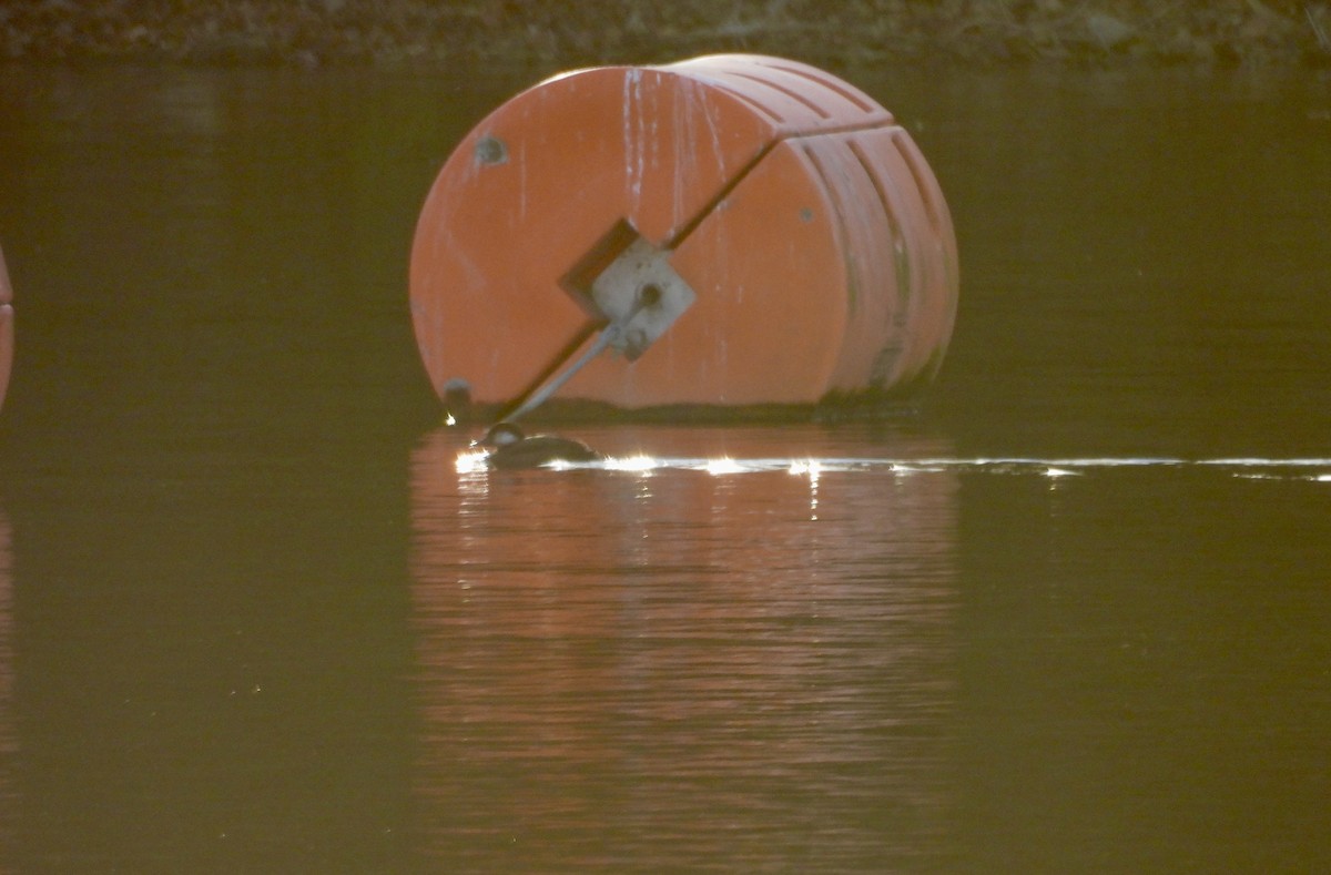 Black Scoter - ML645184468