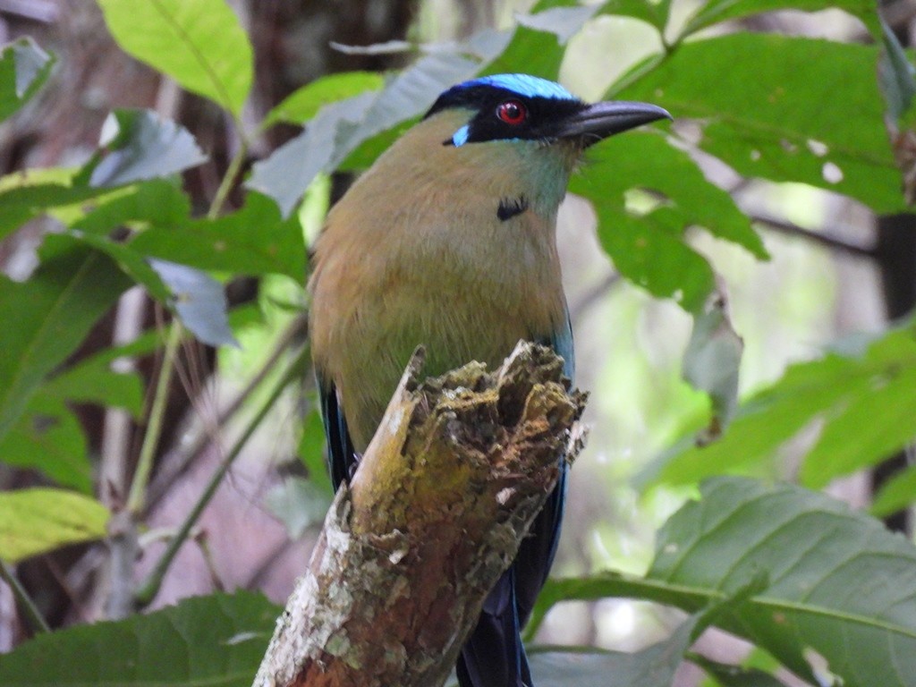 Andean Motmot - ML645184469