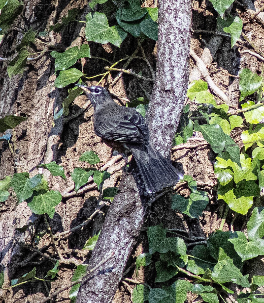 American Robin - ML645184472